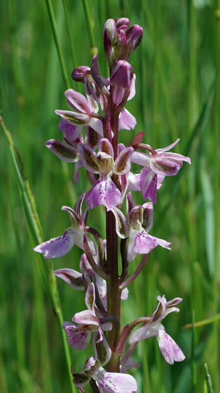 Orchis_patens