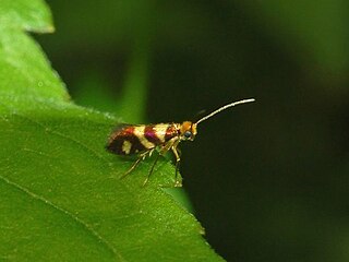 <i>Micropterix tuscaniensis</i> species of insect