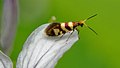 Germany, Suebian Jura Micropterix rothenbachii