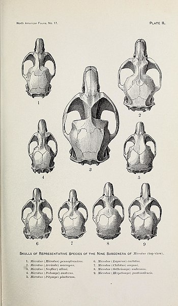 File:Microtus skulls Bailey 1900.jpg