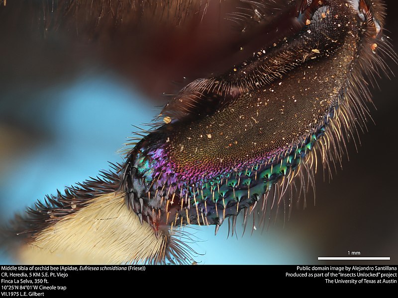 File:Middle tibia of orchid bee (Apidae, Eufriesea schmidtiana (Friese)) (37162867732).jpg