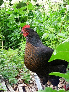 Sex link black hen obtained from the mating of Rhode Island Red males with Barred Rock females Midnight1101.jpg