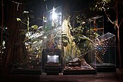 Tropical Rain Forest diorama