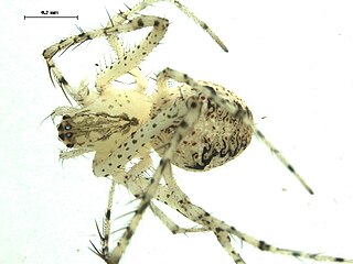 <i>Mimetus notius</i> Species of spider