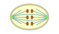 Mitosis classification closed orthomitoses.svg