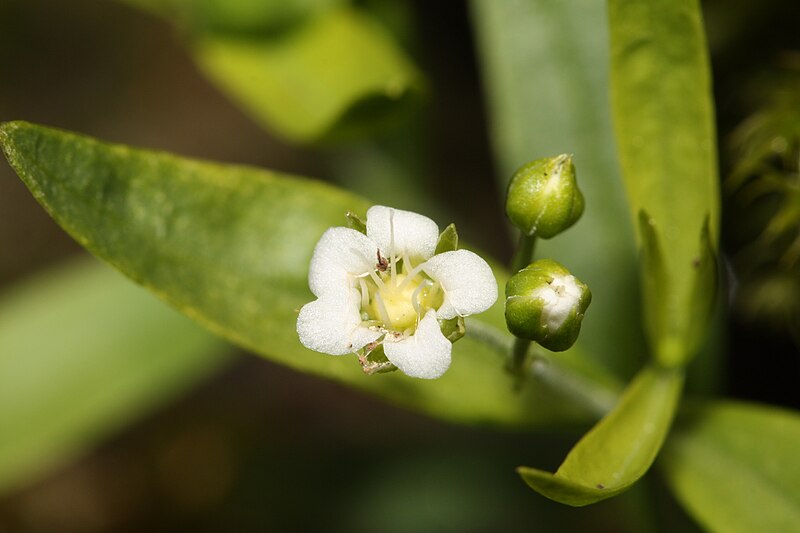 File:Moehringia macrophylla 1299.JPG