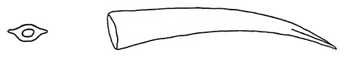 Monadenia fidelis dart.jpg