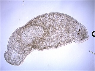 Monocelididae Family of flatworms