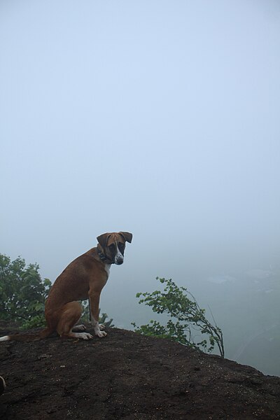 File:Monsoon Trek With My Dog Maharashtra (1) 02.jpg