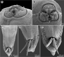 Moravec & Justine - Euterranova n. gen. and Neoterranova n. gen - parasite200141-fig6.png