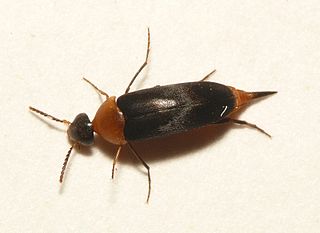 <i>Mordellochroa abdominalis</i> Species of beetle