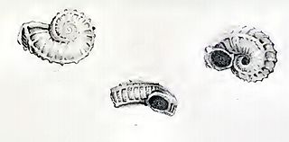 <i>Munditia hedleyi</i> species of mollusc