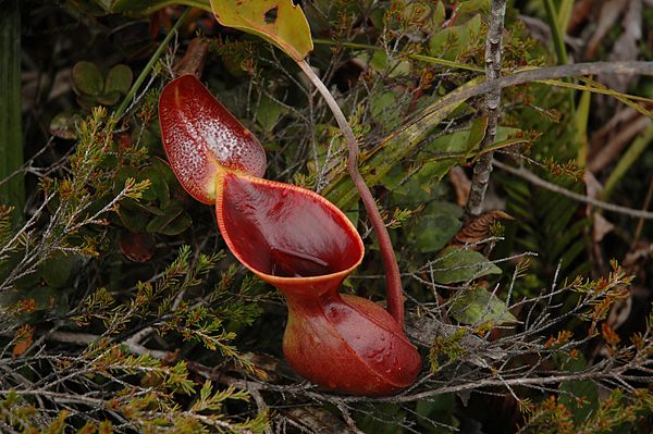 An upper pitcher of Nepenthes lowii, a tropical pitcher plant that supplements its carnivorous diet with tree shrew droppings.
