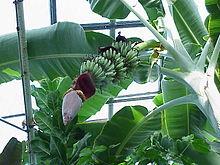 Musa acuminata with inflorescence Musa acuminata1.jpg