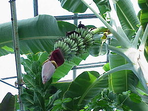 Banano: La planto, Taksonomio, Historio