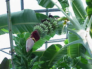 Musa acuminata