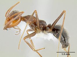 Myrmecocystus flaviceps