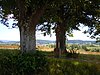 ND 2 linden trees with cross Rangendingen.jpg