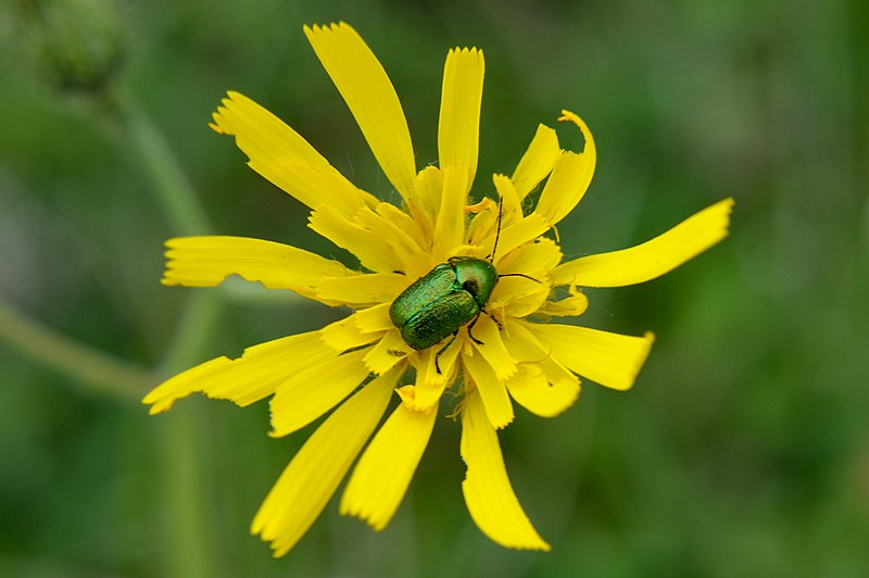 File:NSG Weper - Seidiger Fallkäfer (Cryptocephalus sericeus) (1).jpg