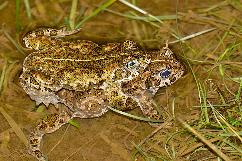 File:Natterjack Toads (Epidalea calamita) mating (16185409393).jpg