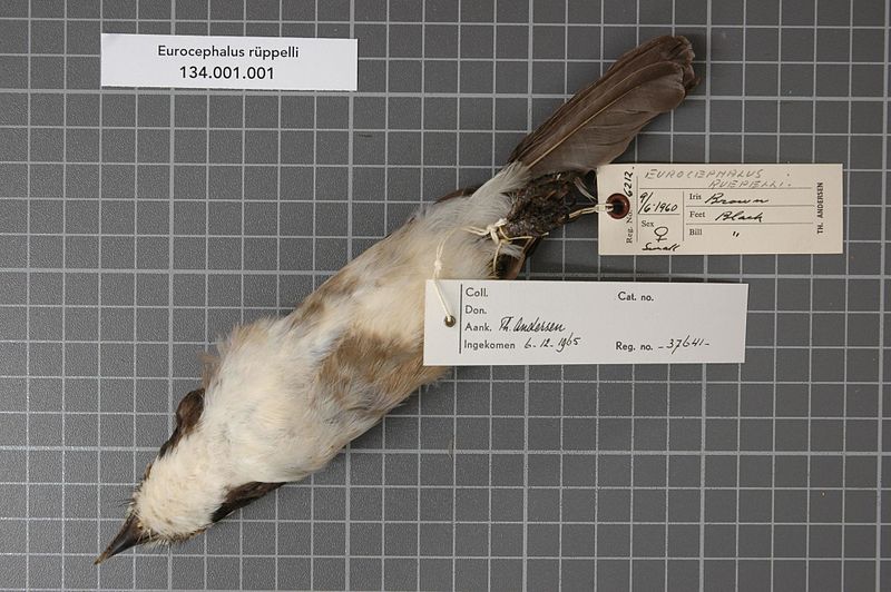 File:Naturalis Biodiversity Center - RMNH.AVES.37641 2 - Eurocephalus ruppelli Bonaparte, 1853 - Laniidae - bird skin specimen.jpeg