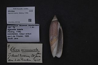 <i>Agaronia lutaria</i> species of mollusc
