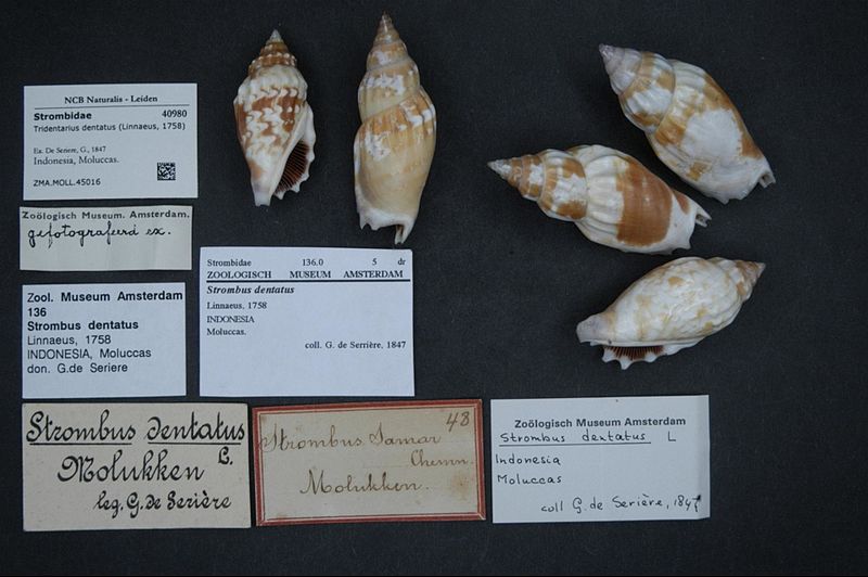 File:Naturalis Biodiversity Center - ZMA.MOLL.45016 - Tridentarius dentatus (Linnaeus, 1758) - Strombidae - Mollusc shell.jpeg