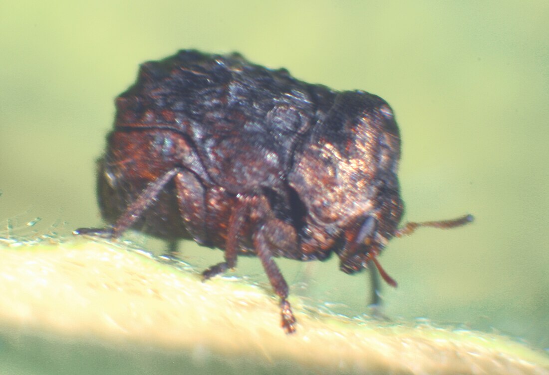 Neochlamisus bebbianae