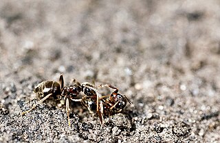 <span class="mw-page-title-main">Necrophoresis</span> Undertakers of the insect world