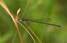 Nehalennia integricollis