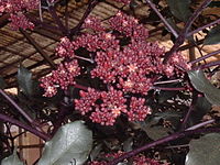 Leeaceae