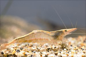 Neocaridina denticulata