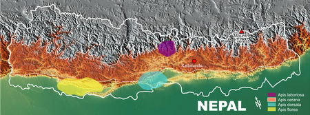 Tập_tin:Nepal_Apis_laboriosa.png