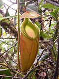 Vignette pour Nepenthes villosa