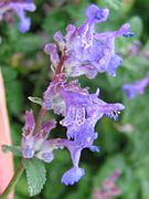 Nepeta racemosa