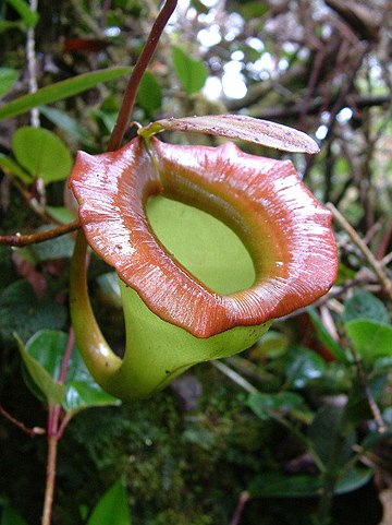 Nepenthes jacquelineae