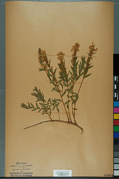 File:Neuchâtel Herbarium - Genista tinctoria - NEU000050561.jpg