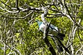 New Zealand Wood Pigeons (34796529765).jpg