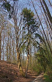 Naturdenkmal ND WL 00005 bei Nindorf: zusammengewachsene Stieleiche und Rottanne, genannt Ehepaar