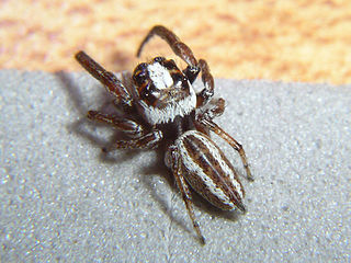 <i>Nilakantha</i> (spider) Genus of spiders