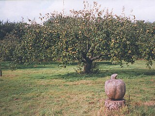 <span class="mw-page-title-main">No Man's Orchard</span>