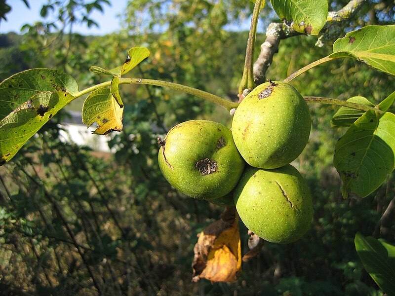 File:Noix en automne - Juglans regia - 006.JPG