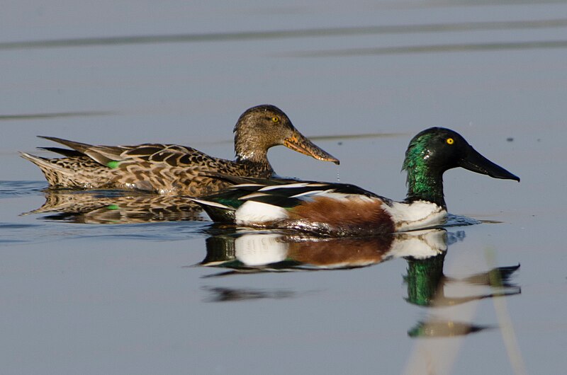 File:Northern Shoveller Anas clypeata.jpg