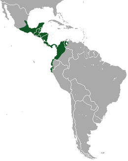Distribución de Tamandua mexicana