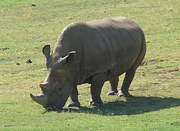 Šiaurinis plačialūpis raganosis (Ceratotherium simum cottoni)