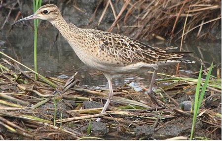 Little curlew Numenius minutus 1.jpg