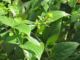 Nyctanthes arbor-tristis (Night jasmine) leaves in RDA, Bogra