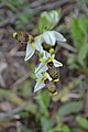 Ophrys scolopax subsp. philippei France - Var - Belgentier