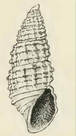 Odostomia heterocincta