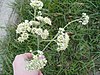 Stari ravnjak (Hymenopappus scabiosaeus) (2426972843) .jpg